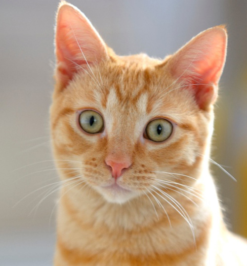 Ginger