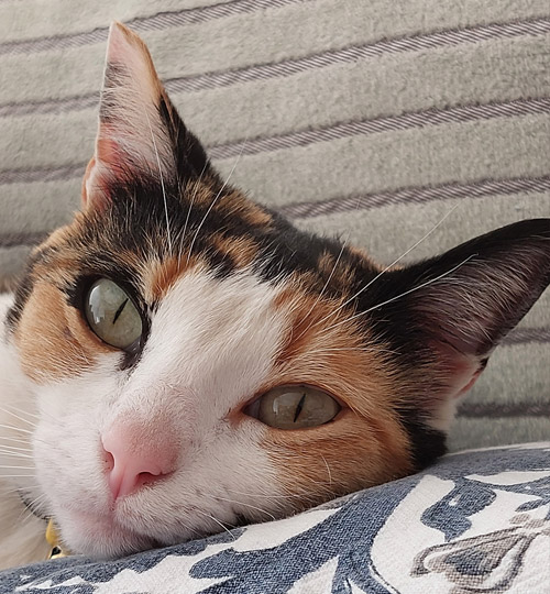 Missi